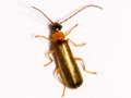 Rhagonycha lutea